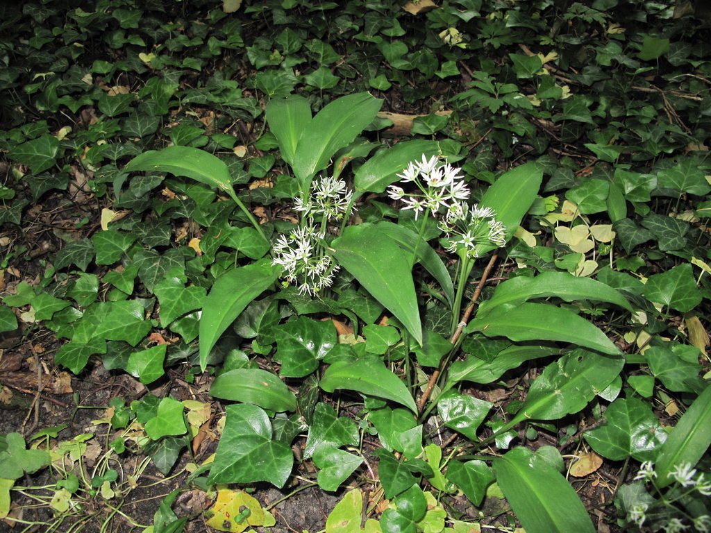 Allium ursinum